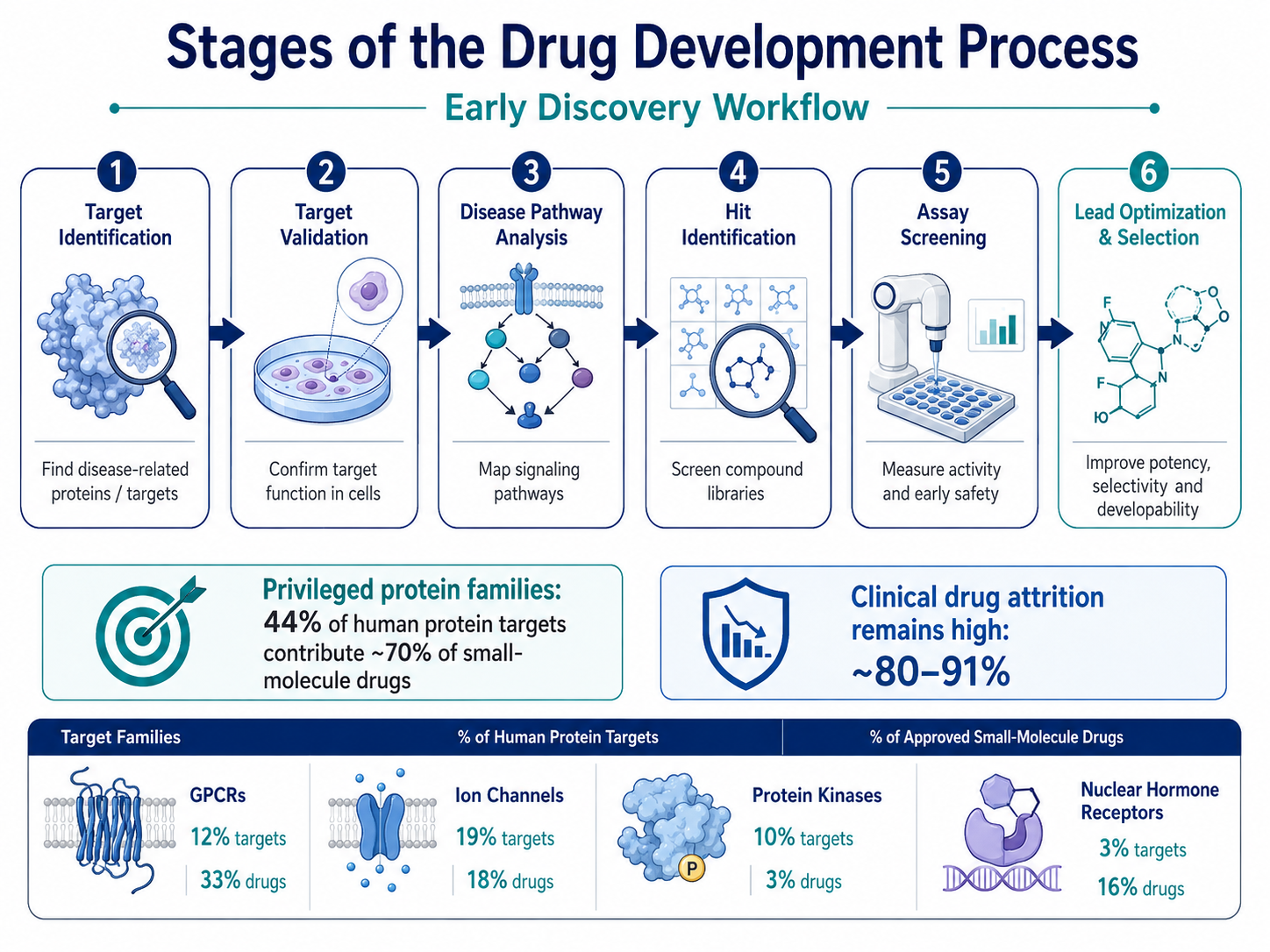 Infographie montrant les premi&egrave;res &eacute;tapes du processus de d&eacute;veloppement d